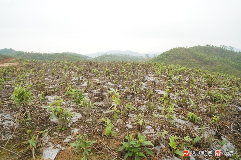 覃克明研发专利技术开启乡村致富路